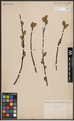 Foto von Salix caprea L.